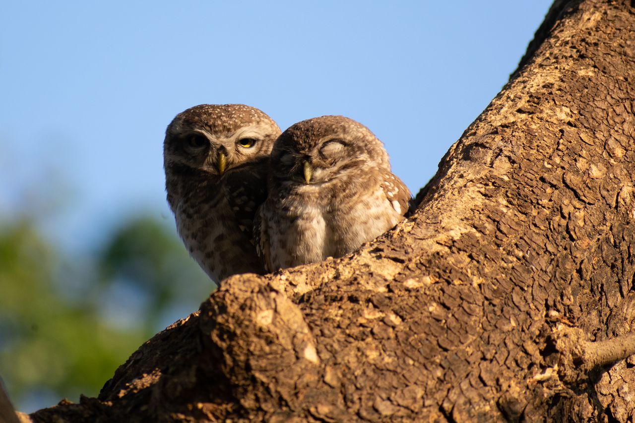 pair of spotted owlets resting on a tree trunk in a natural setting