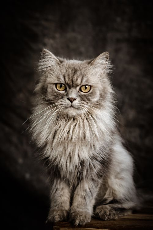 Free Close-up of a majestic gray Persian cat in a studio setting, showcasing its fluffy fur and intense gaze. Stock Photo