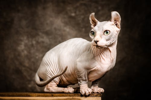 Photo of a Sphynx Cat 