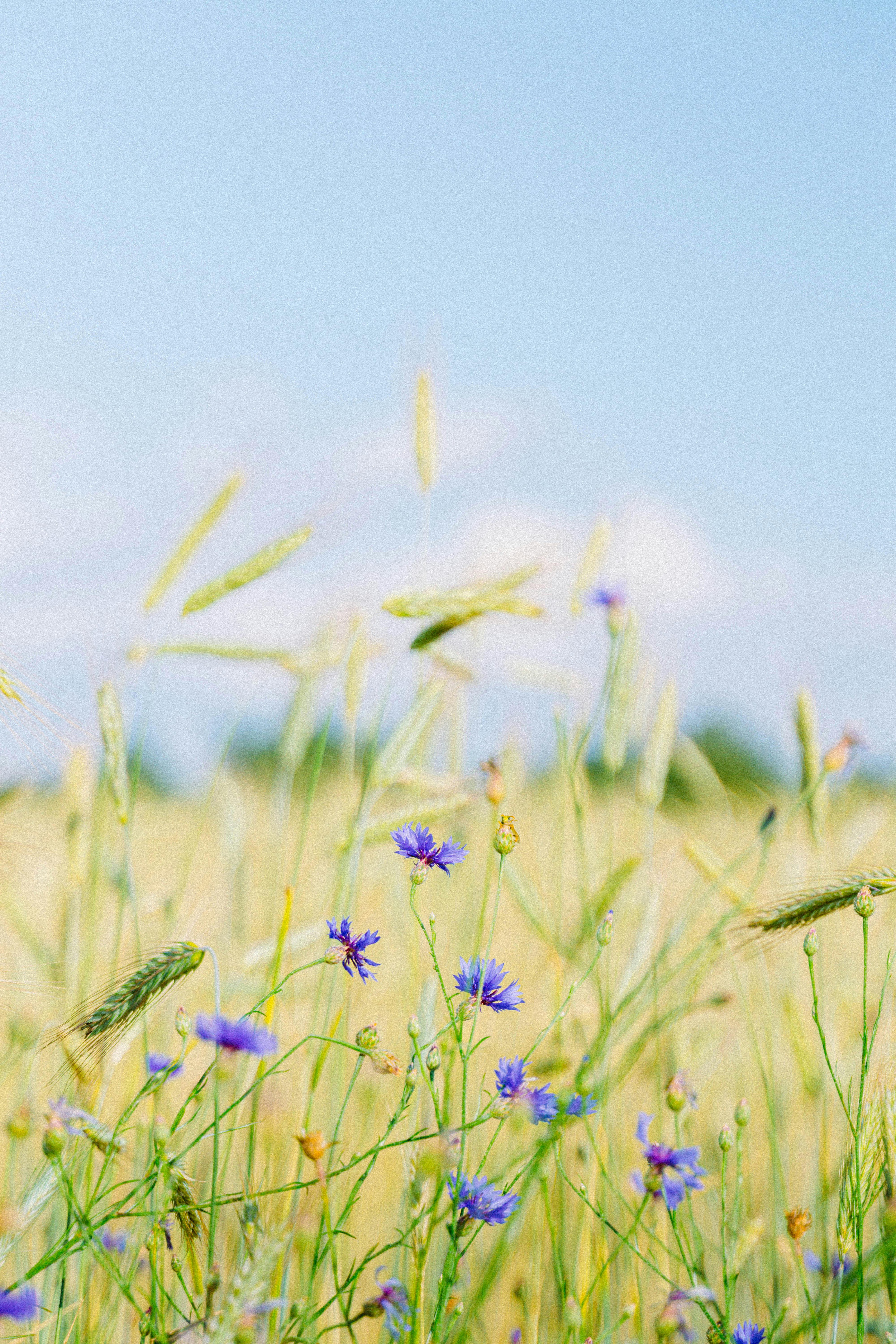Vivid cornflowers amidst a golden wheat field under a clear blue sky in Vitebsk, Belarus.