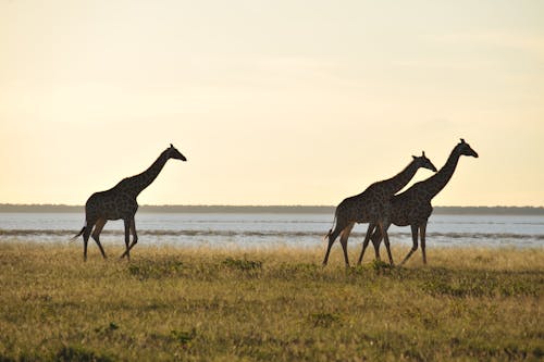 Giraffes in Nature