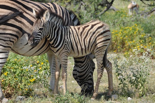 View of an Adult and Baby Zebra Standing on a Field 