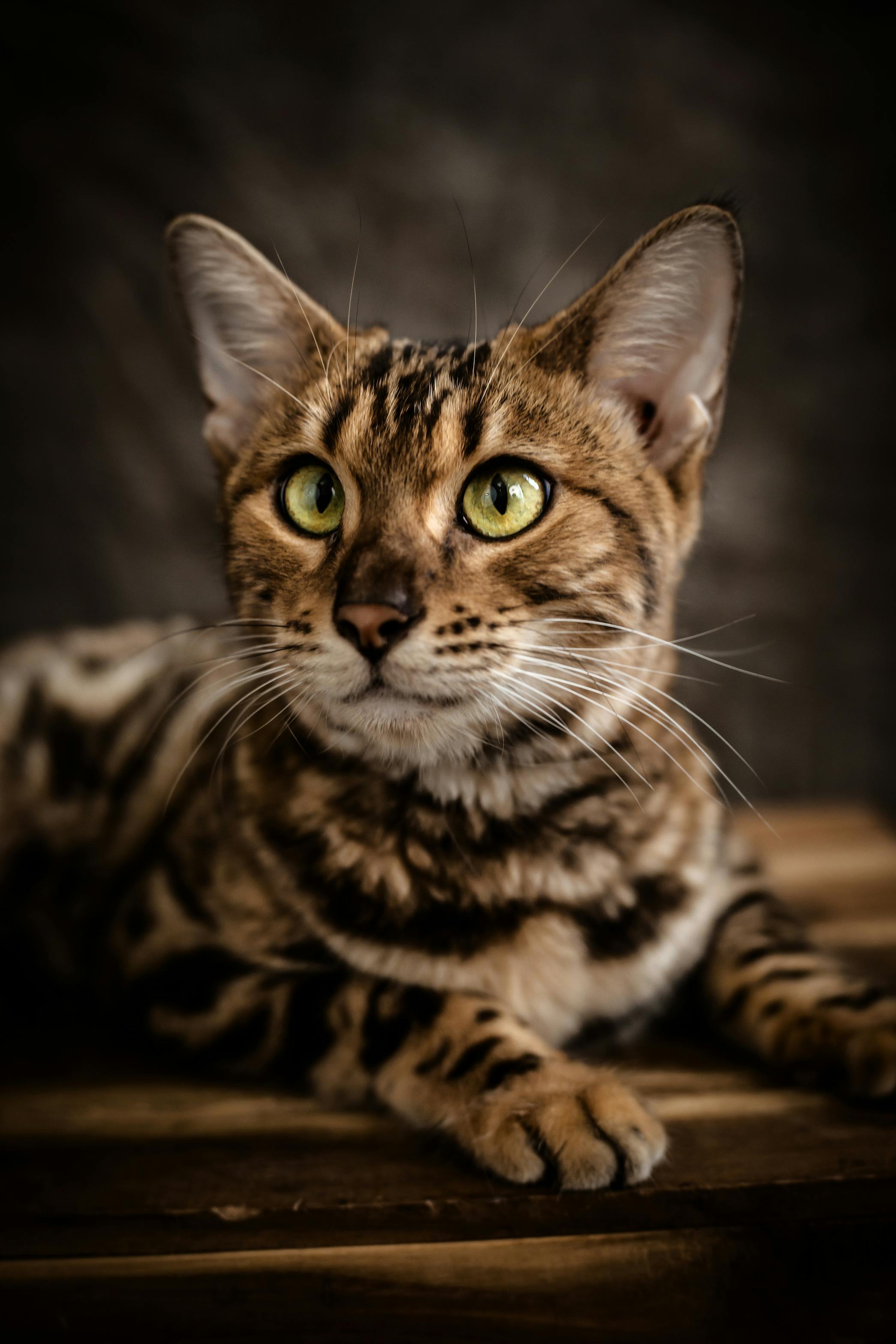 thhnh phố hồ chí minh, 감정적인 눈, 경계, 고양이, 고양이 쉬고있는 ..., حجم الصورة 2093x3139