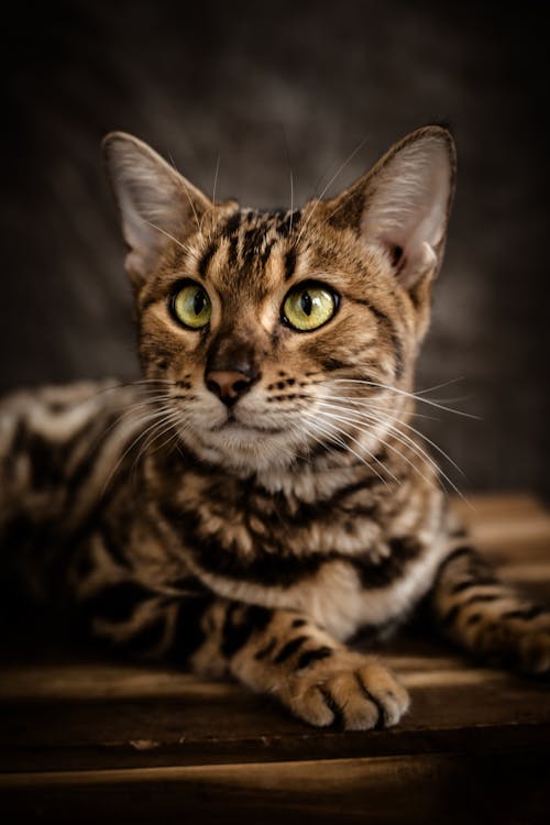 Photo of a Bengal Cat 