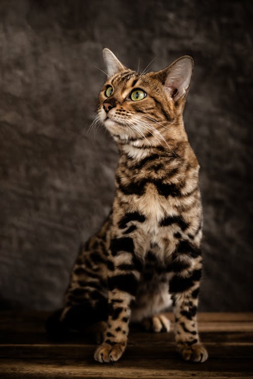 Foto d'estoc gratuïta de assegut, fons de pantalla per al mòbil, fons gris