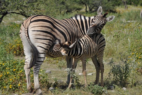 Zebra with a Foal 