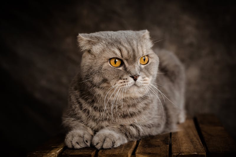 Scottish Fold - Photo 1