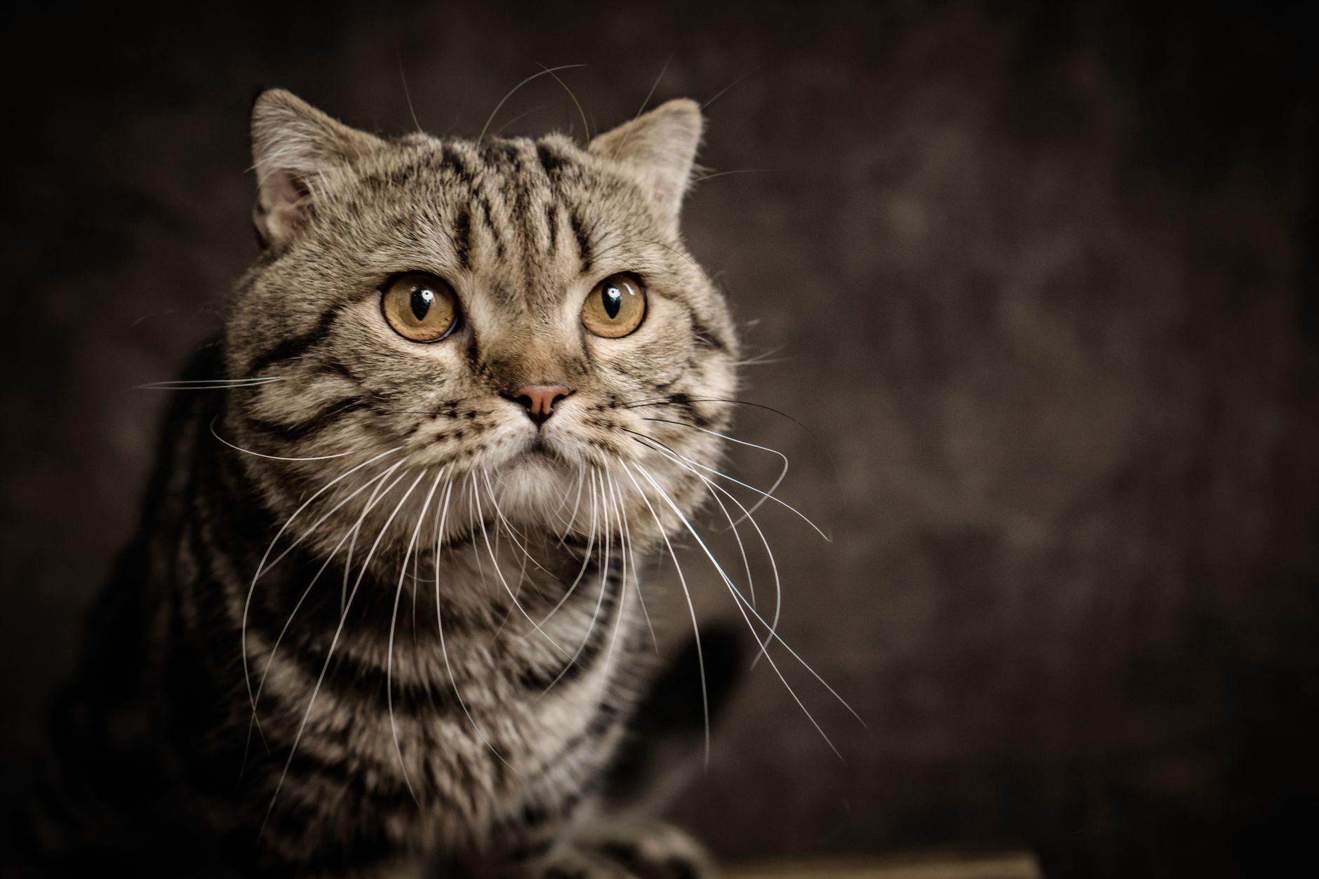 Veterinary care for a cat
