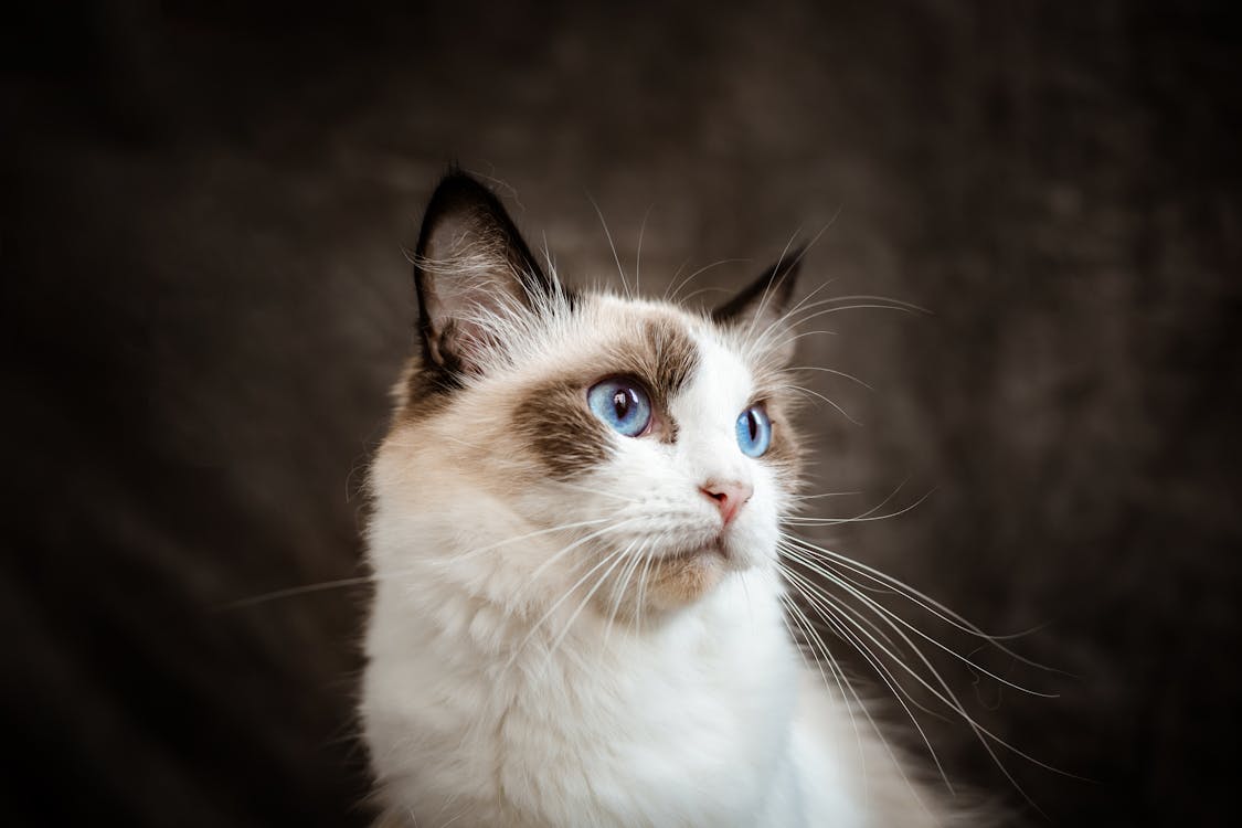 Cat with Blue Eyes