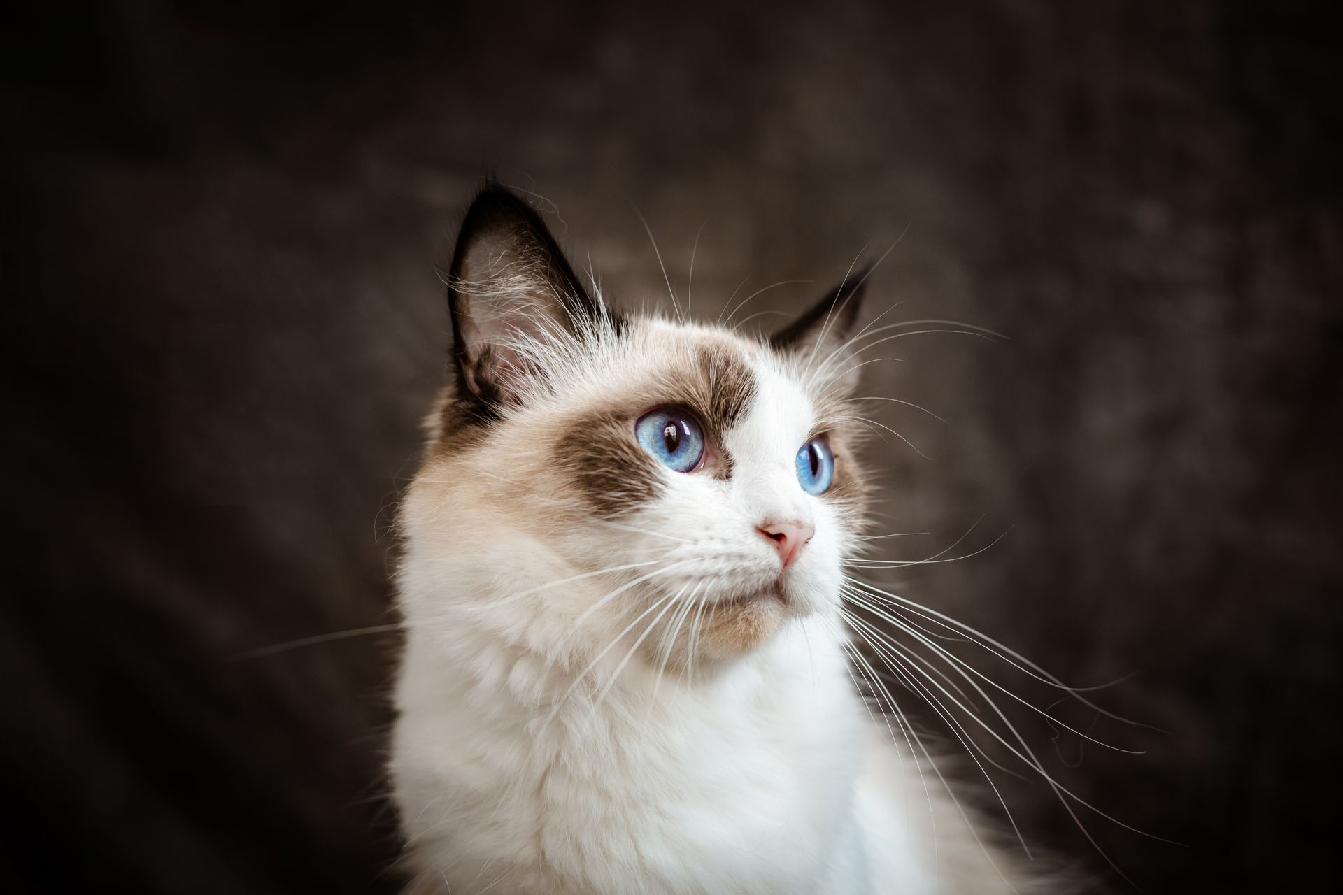 Close-up photo of a Ragdoll cat with striking blue eyes in a studio setting.