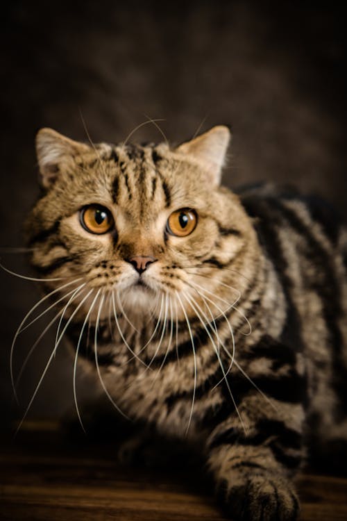 Photo of a Domestic Tabby Cat