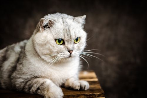 Free Cute Scottish Fold cat with striking green eyes lying down in studio setting. Stock Photo