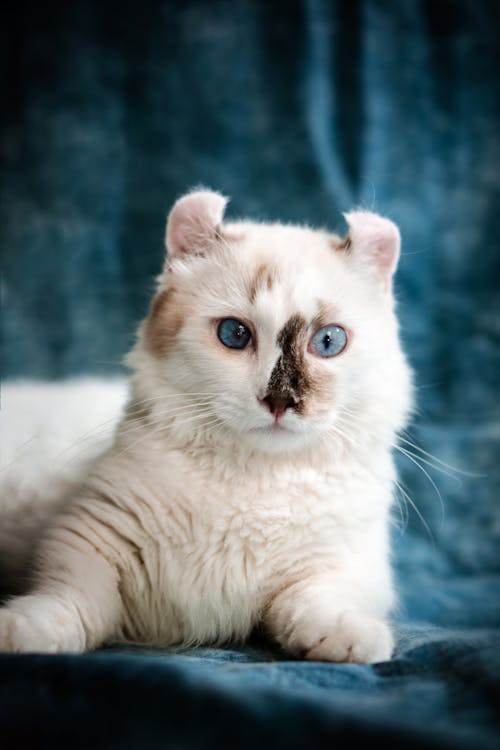 Photo of a Furry Ragdoll Cat 