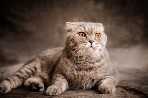 Free Close-up of a gray Scottish Fold cat with striking amber eyes in a studio setting. Stock Photo