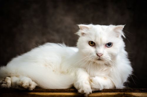 Free White cat with heterochromia lounging on a wooden surface. Stock Photo