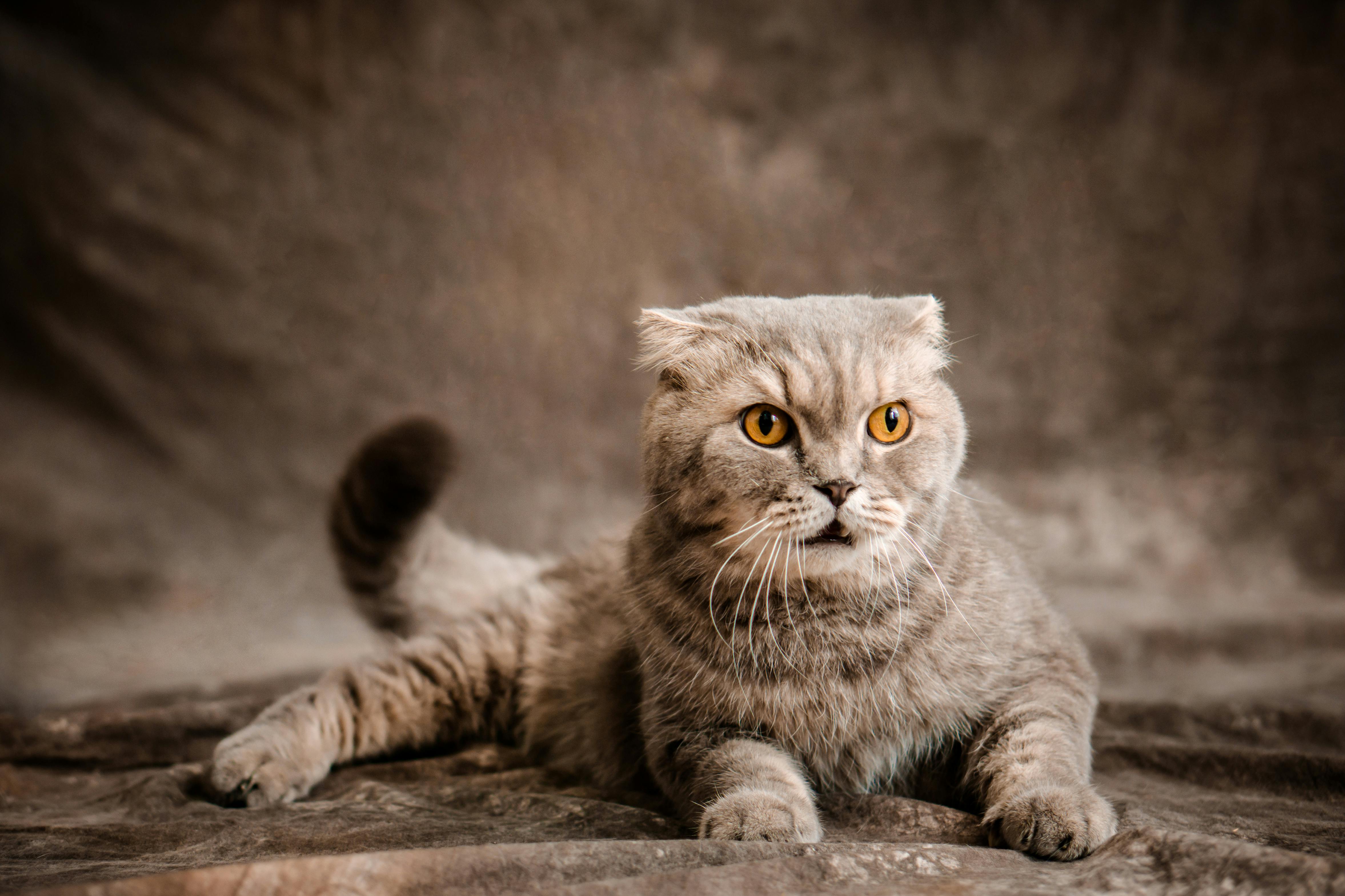 Scottish Fold Cat · Free Stock Photo