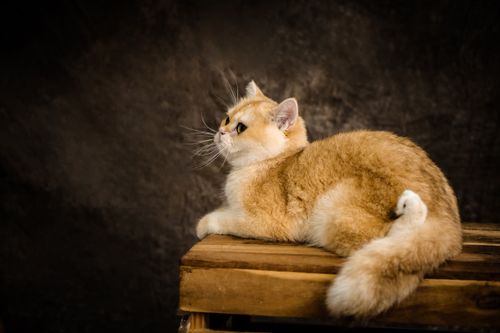 Free Ginger cat with fluffy fur posing elegantly on wooden surface in studio setting. Stock Photo