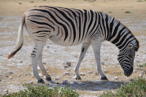 View of a Zebra Standing on a Field 