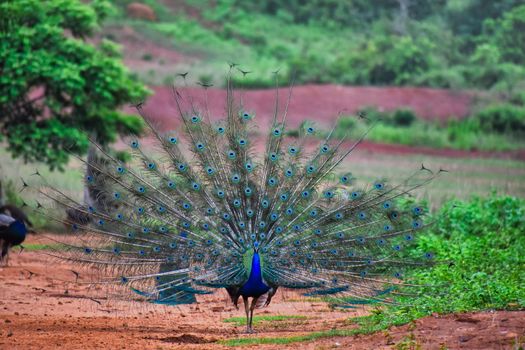 peacock photo