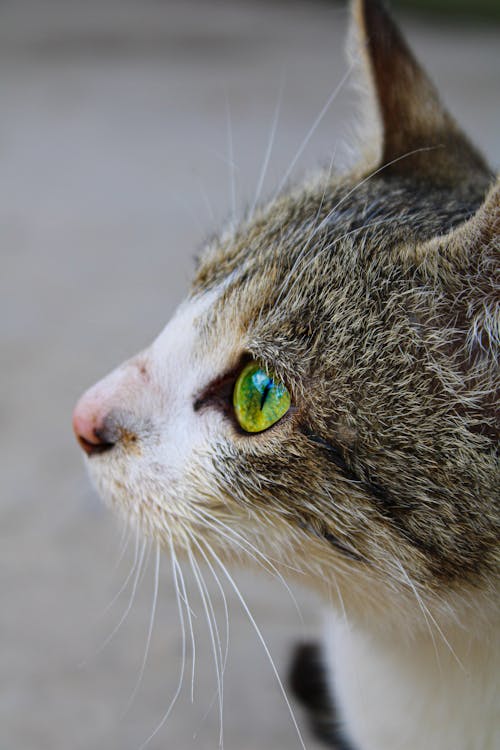 Kostenloses Stock Foto zu haustier, katze, kopf