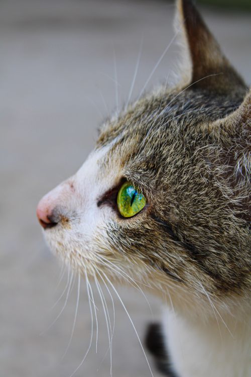 Free Detailed close-up of a cat's profile highlighting its striking green eyes and whiskers. Stock Photo