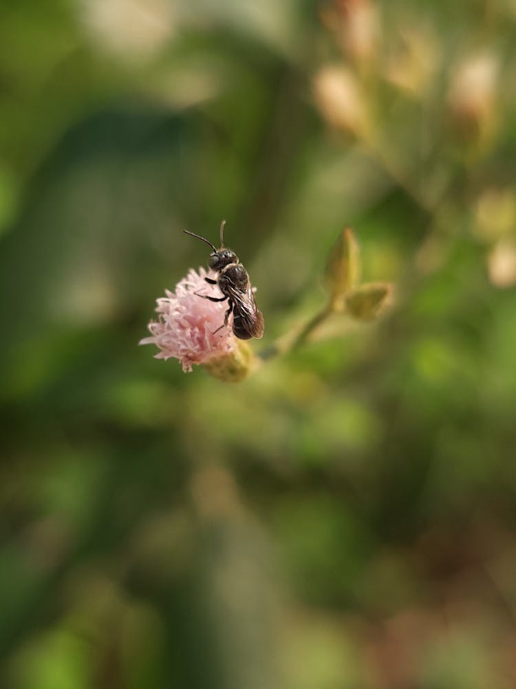 Bee On Pink Flower