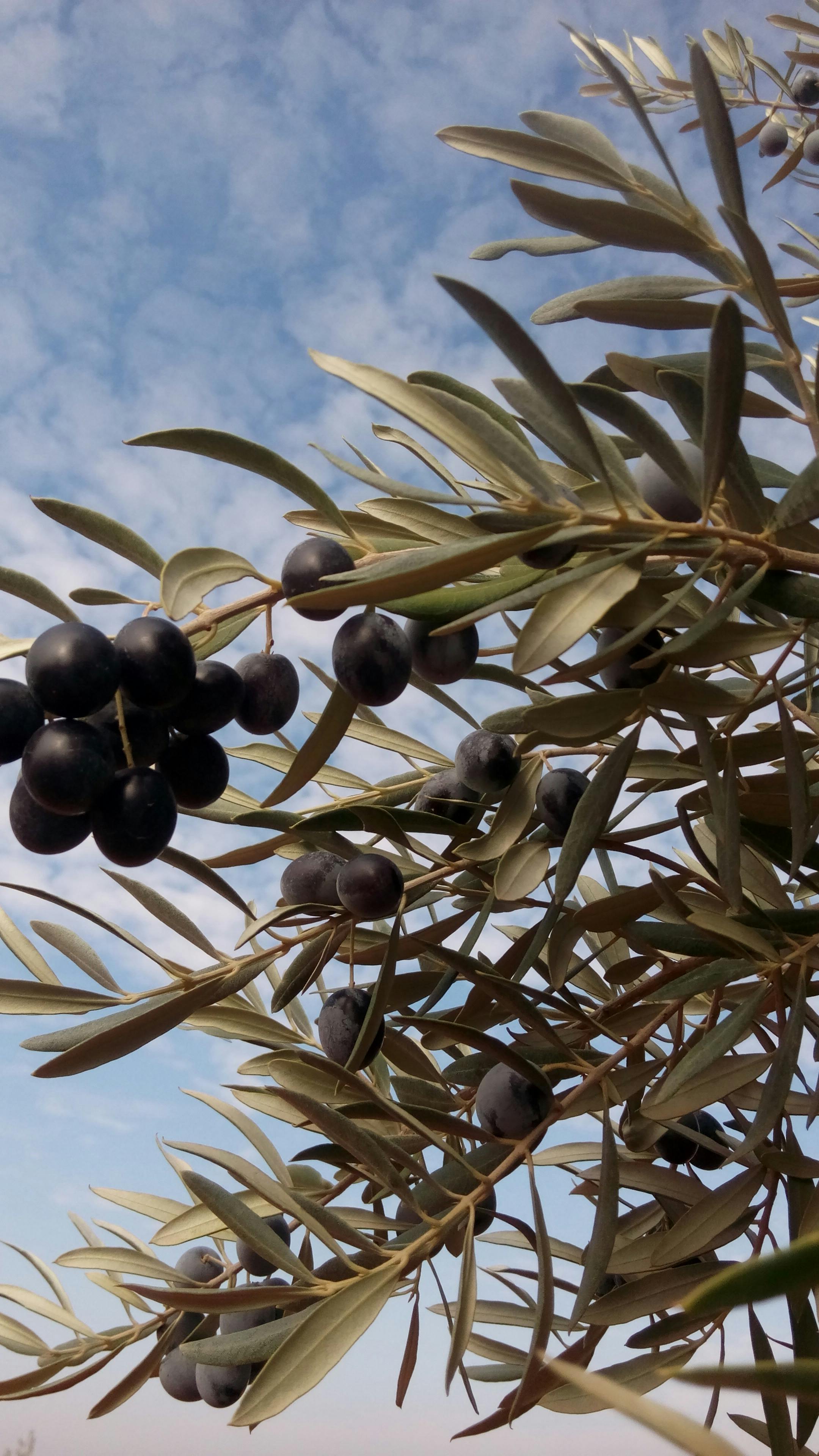 Free stock photo of black olives, olive, olives