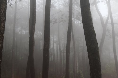 Fog in Deep Forest