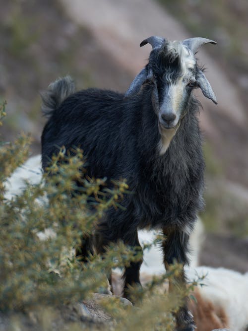 Portrait of a Black Goat Standing Outdoors