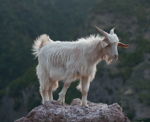 White Goat Standing on a Rock