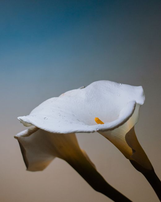 Beautiful white calla lily captured with a soft background in Veracruz, Mexico.