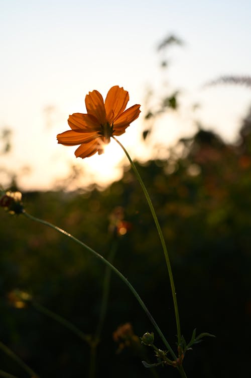 Foto d'estoc gratuïta de capvespre, enfocament selectiu, flor