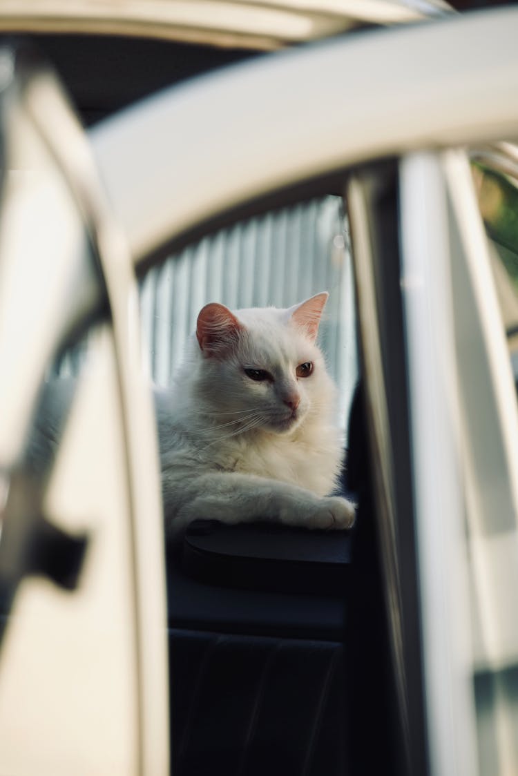 White Cat In Car