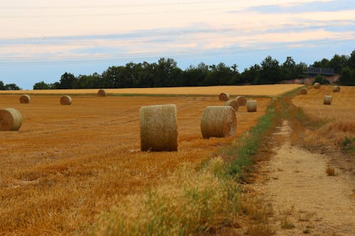 View of a Field with Hay Bales in the Countryside 