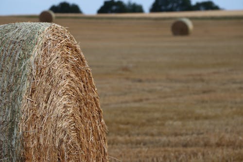 Close-up of a Hay Bale on a Field 