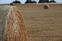 Hay close-up