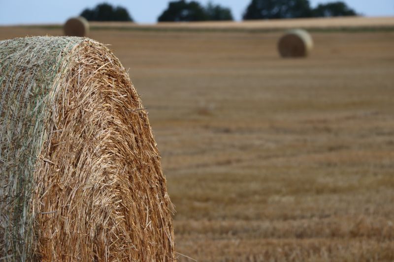 Close-up of a fresh hay bale in a field