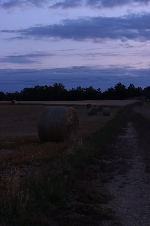 alan, buğday, Çiftlik içeren Ücretsiz stok fotoğraf