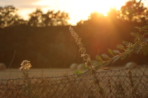 Безкоштовне стокове фото на тему «Захід сонця, літнє поле, літній ресторан»