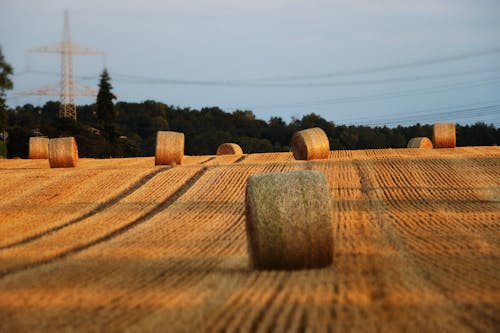 농장, 들판, 밀의 무료 스톡 사진