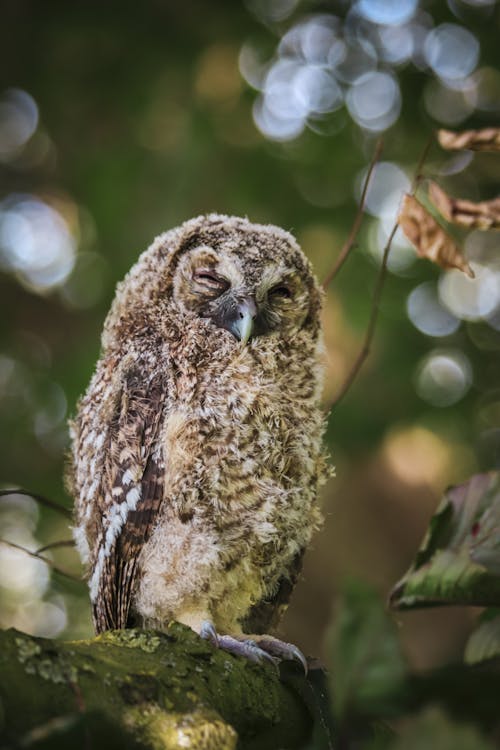 Tawny Owl on Branch in Forest