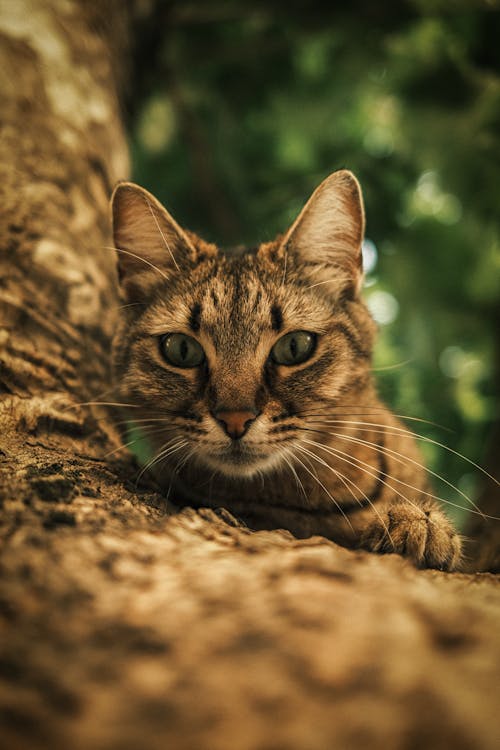 セレクティブフォーカス, ネコ, ぶちの無料の写真素材