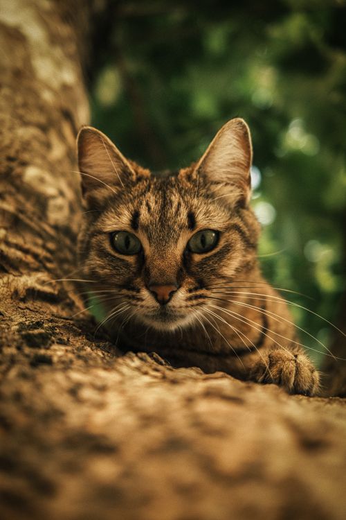 Free A focused, artistic shot of a tabby cat relaxing on a tree branch, captured in Istanbul. Stock Photo