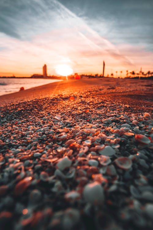Close-up of Seashells on the Beach under a Bright Sunset Light 