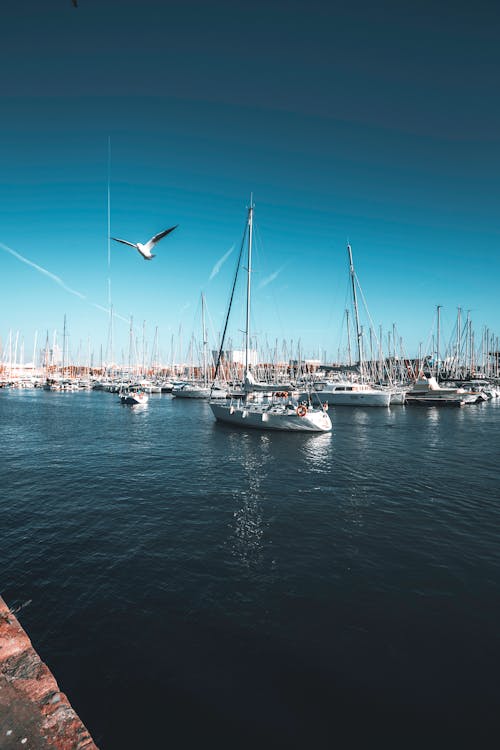 Sailboats in a Marina 