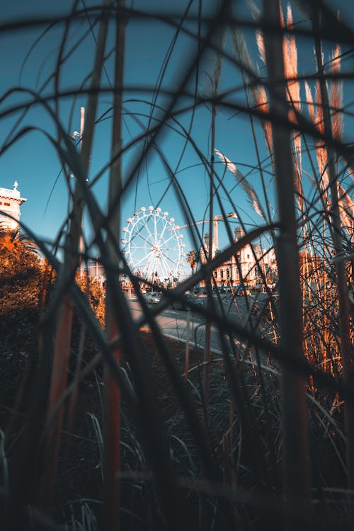Ferris Wheel from Grass