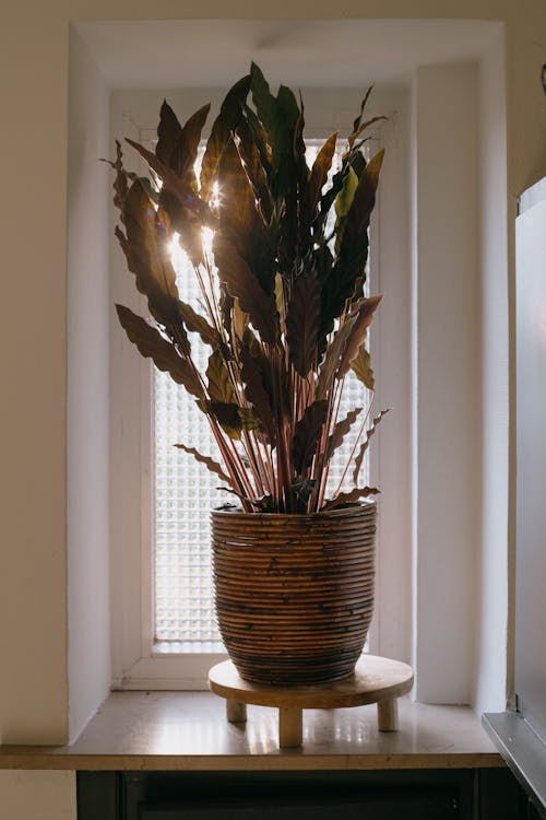 Potted Plant in a Room 