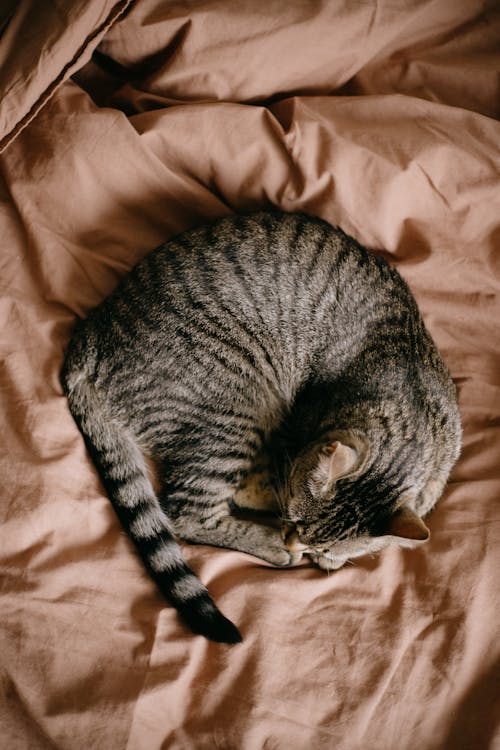 Top View of a Tabby Cat Lying on a Duvet
