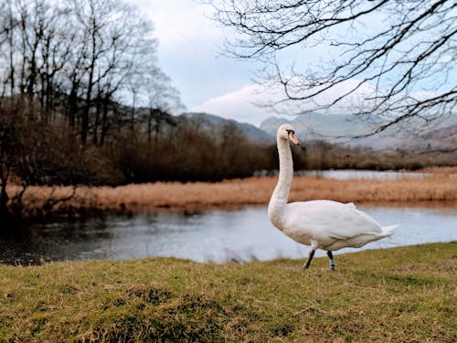 Swan Marchant Sur L'herbe Verte