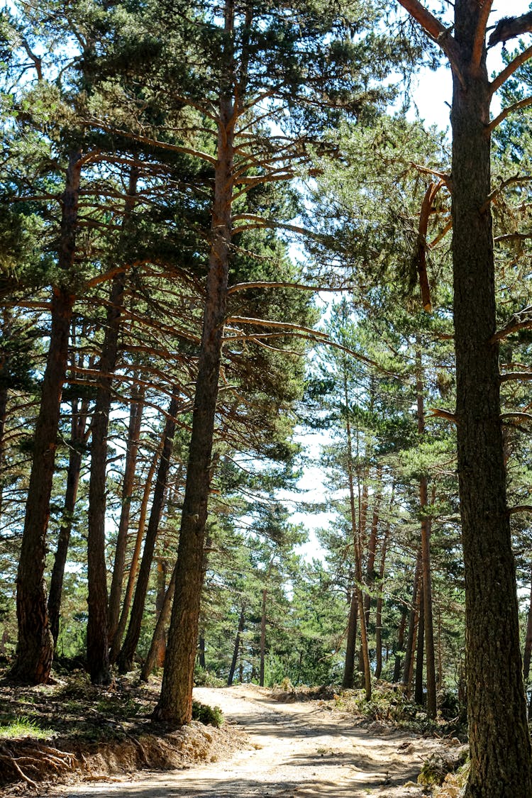 A Path In A Forest